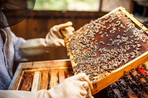 Oak Honey 250 Grams